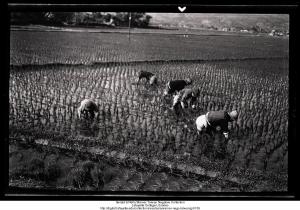 Transplanting rice