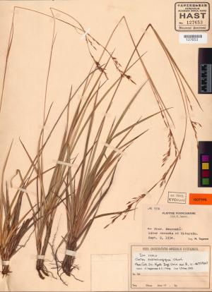 Carex subteinogyna標本_BRCM 89