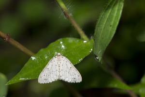 胡麻斑白波尺蛾