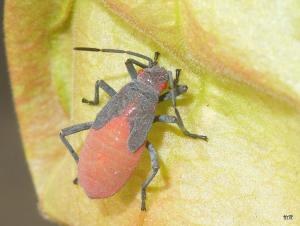 Jadera haematoloma( Herrich-Schäffer , 1847)紅肩美姬緣椿