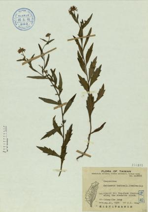 Kalimeris indica (L.) Schltz-Bip_標本_BRCM 4550