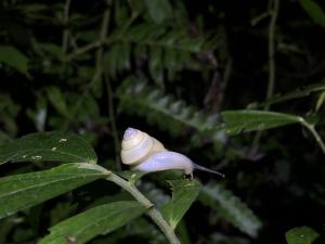 白薩摩蝸牛 (白高腰蝸牛)