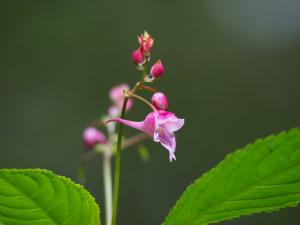 棣慕華鳳仙花