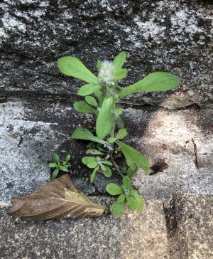 匙葉鼠麴草