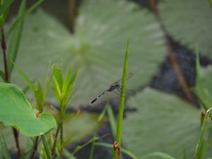 狹腹灰蜻 (杜松蜻蜓)