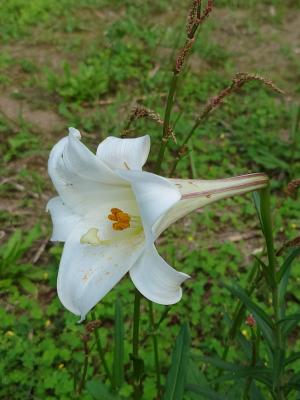 粗莖麝香百合