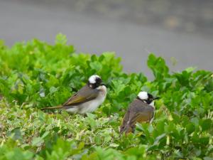 白頭翁(台灣亞種)