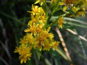 一枝黄花 (金鎖 野黄菊)