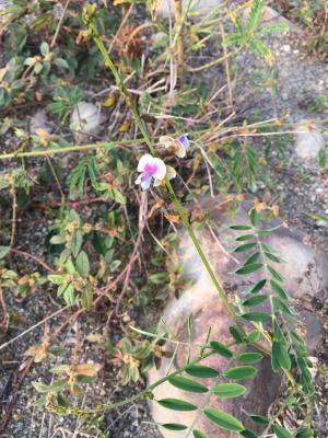 黃花鐵富豆