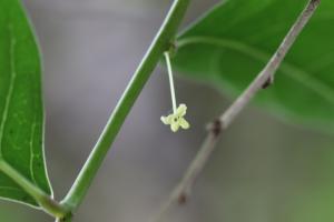 細葉饅頭果