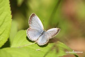 L45-1 藍灰蝶