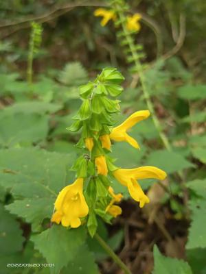 黃花鼠尾草