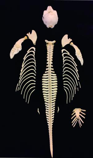 露脊鼠海豚骨骼標本