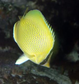 Chaetodon citrinellus 胡麻斑蝴蝶魚