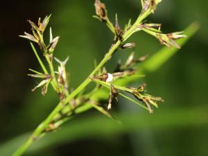 陸生珍珠茅