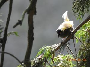 黃胸藪眉