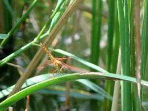 黃翅蜻  (褐斑蜻蜓)