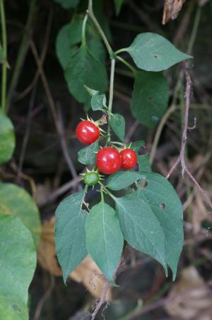 雙花龍葵