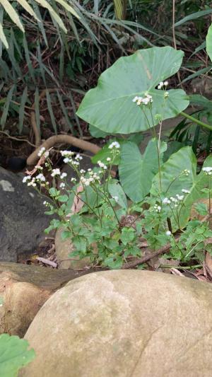 勝紅薊 (藿香薊)