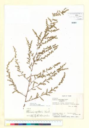 Artemisia capillaris Thunb._標本_BRCM 7014