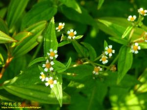 粗毛小米菊