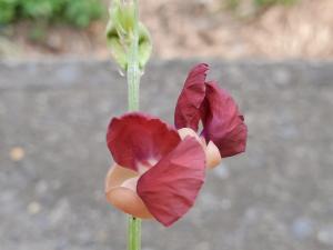 大翼豆 (長序菜豆)