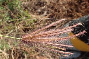 虎尾草、刺虎尾草、孟仁草