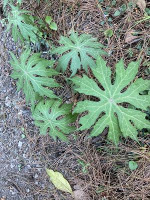 高山破傘菊