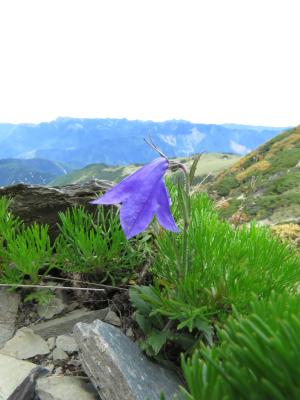 高山沙參