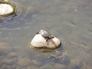 中華鱉  (水魚)