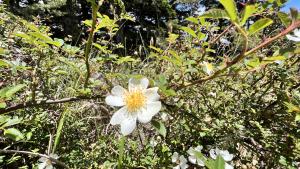 高山薔薇