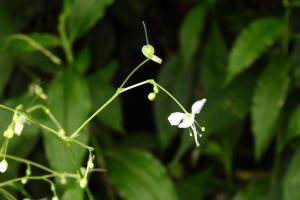 毛果竹葉菜