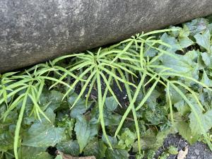 井欄邊草 (鳳尾蕨)