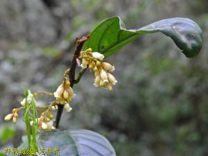 山桂花