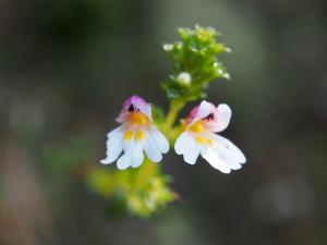 玉山小米草