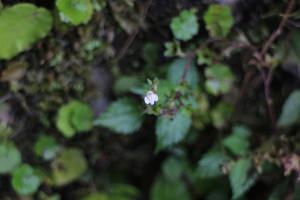 阿里山通泉草