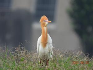 黃頭鷺