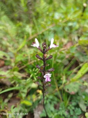 阿里山紫花鼠尾草