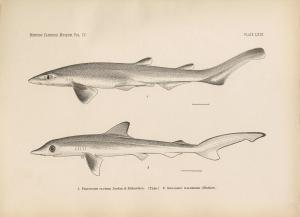 圖版：plate LXIII 梭氏蜥鮫與尖頭曲齒鮫