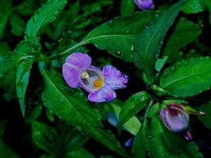 紫花鳳仙花