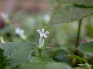 圓葉山梗菜