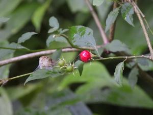 雙花龍葵