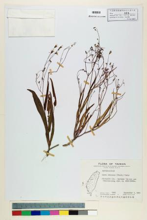 Ixeris chinensis (Thunb.) Nakai_標本_BRCM 6449