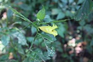 黃花鳳仙花