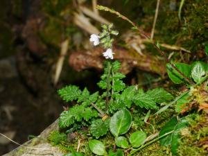 阿里山紫花鼠尾草