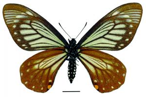 Papilio epycides melanoleucus Ney, 1911 黃星斑鳳蝶