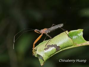 多變嗯獵椿象