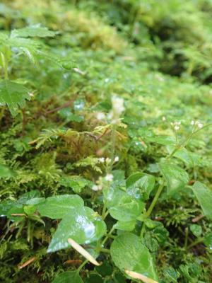 高山露珠草