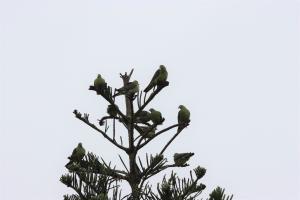 紅頭綠鳩(台灣亞種)