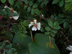 高山薔薇